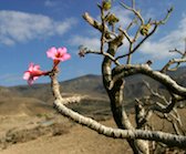 pic of a bloom on the frankincense tree