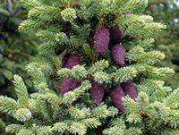 Black spruce with pine cones pic of black spruce