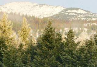 Balsam Fir trees in No. America View of Balsam Fir and mountains