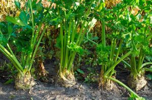 celery-growing