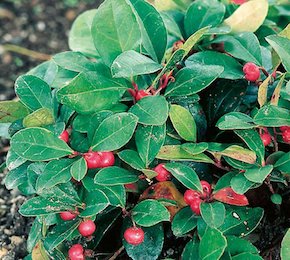 The wintergreen shrub is not edible, but good for tea and oil. a photo of Wintergreen berries shrub