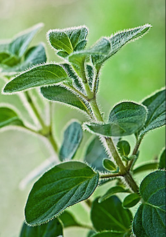 We should all grow Oregano at home! Photo of oregano herb