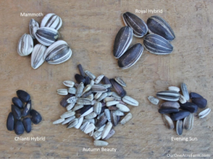 pic of sunflower seeds