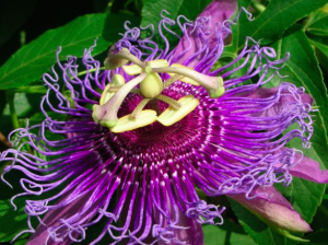 pic of purple passion flower nature's living energy