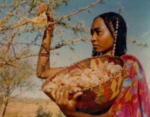 pic of Ethiopian woman harvesting myrrh