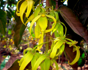 pic of ylang-ylang flower