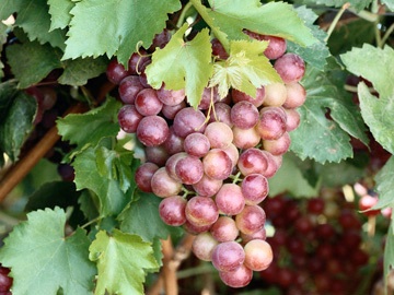 pic of bunch of grapes