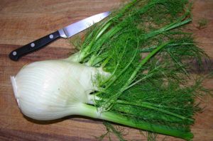 pic of fennel
