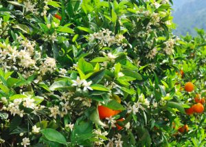 pic of neroli to beat cravings